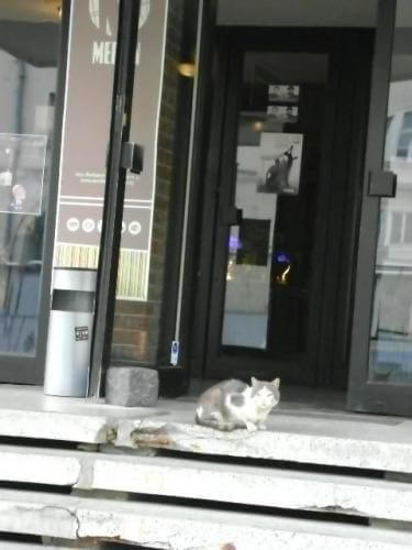 A mergfigyelő macska