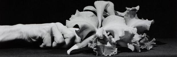 Robert Mapplethorpe: Orchidea (részlet)