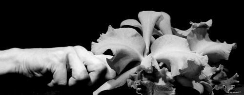 Mapplethorpe-részlet