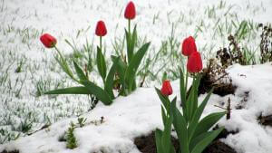 tulipánok tulipánok Koosánhoz