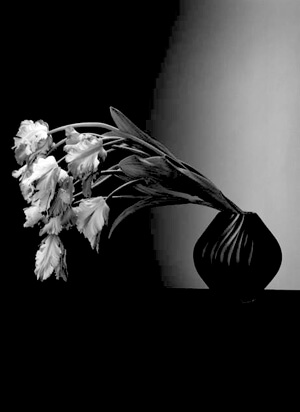 Mapplethorpe: Tulipánok 1987
