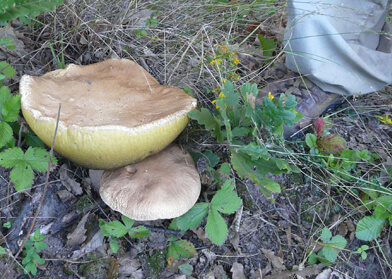 Kéktúra - Nyírjesi eh., Mátraverebély