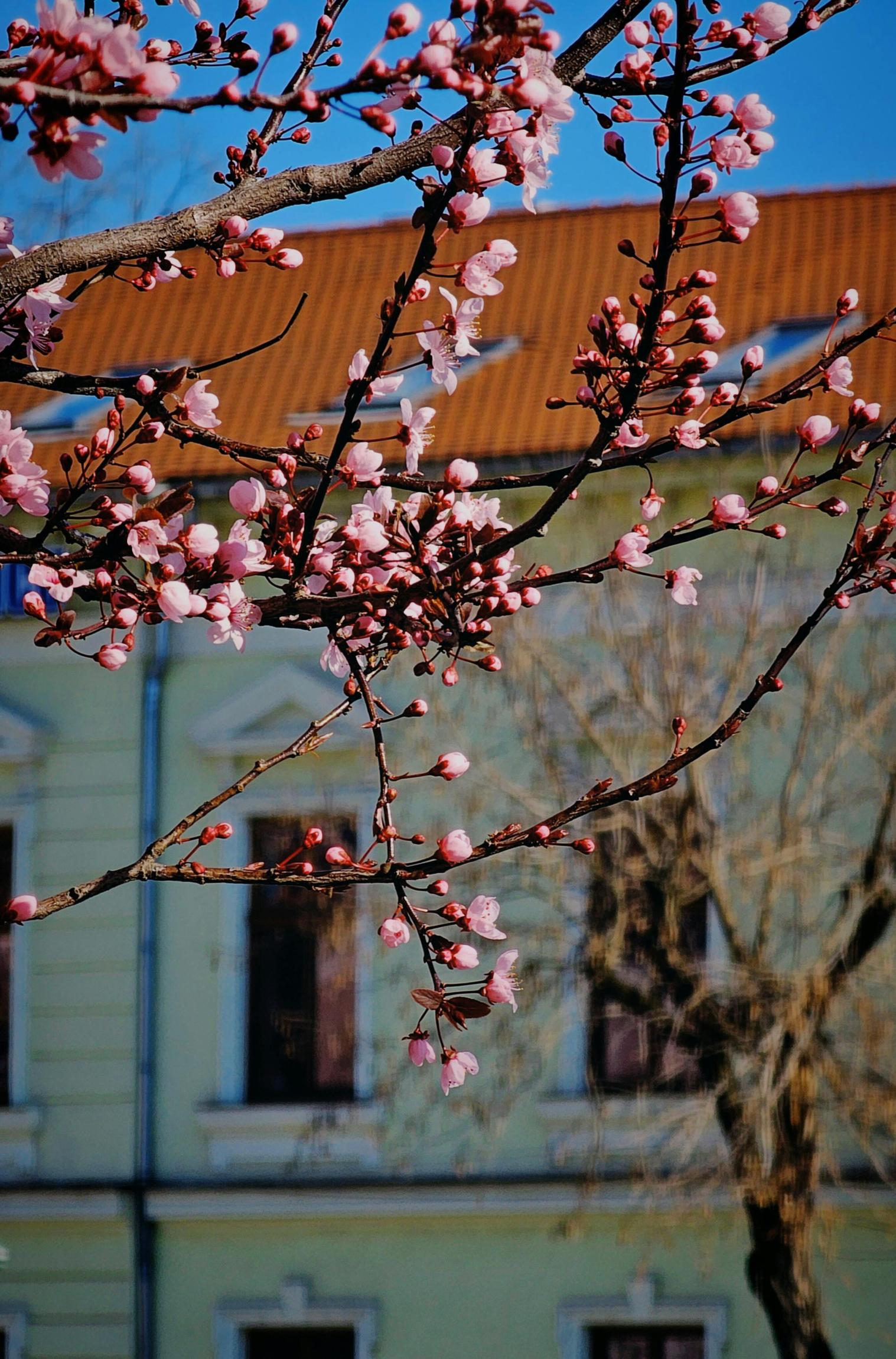Miben tévedett Platón?